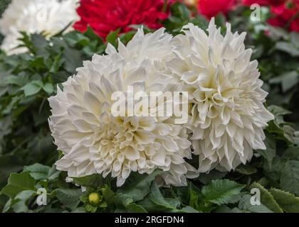 Dahlia Hybrid, eine Zierpflanze mit sehr großen Blumen, schafft wunderschöne Blumensträuße und Arrangements. Blumen für Gärten, Parks, Balkone, Terrassen Stockfoto