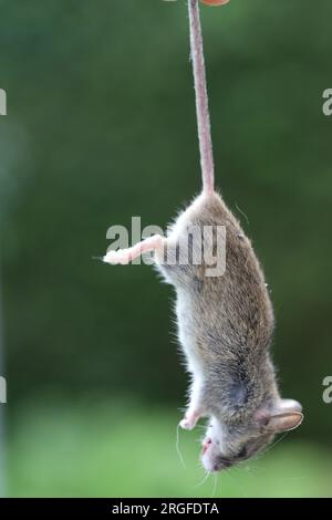 Eine tote Hausmaus, gefangen in einer Mauspfote und hängend, am Schwanz gehalten. Stockfoto