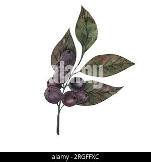 Aquarelle Darstellung reifer schwarzer Beeren von schwarzem Schwan. Chokeberry-Clipart isoliert auf weißem Hintergrund. Für Karten, Muster, Aufkleber, drucken Stockfoto