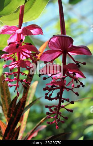 Medinilla Magnifica, Philippinen Stockfoto