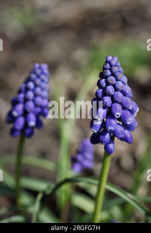 Muscari Stockfoto