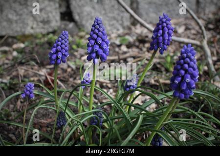 Muscari Stockfoto