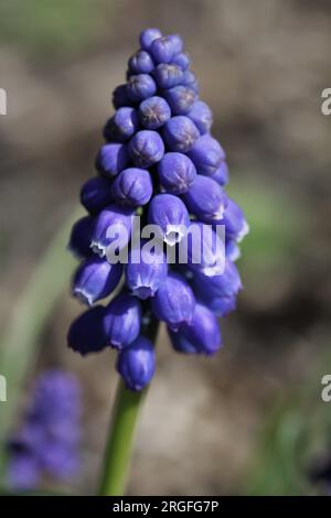 Muscari, einzelne Blüte Stockfoto