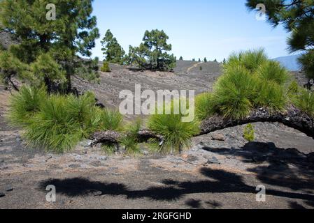 Pino canario oder Kanarienkiefer (Pinus canariensis) ist ein endemischer Baum auf Gran Canaria, Teneriffa, La Gomera, La Palma und El Hierro (Kanarische Inseln) Stockfoto