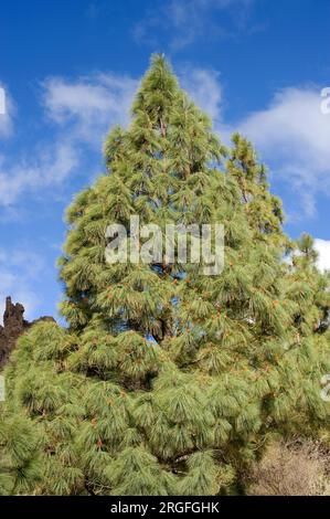 Pino canario oder Kanarienkiefer (Pinus canariensis) ist ein endemischer Baum auf Gran Canaria, Teneriffa, La Gomera, La Palma und El Hierro (Kanarische Inseln) Stockfoto