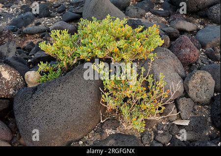 UVA de mar, uvilla, babosa oder salado baboso (Zygophyllum fontanesii oder Tetraena fontanesii) ist ein Strauchhalophiler und saftiger Einheimischer aus Makaronesien R. Stockfoto