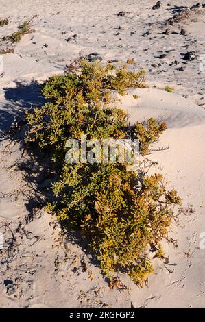 UVA de mar, uvilla, babosa oder salado baboso (Zygophyllum fontanesii oder Tetraena fontanesii) ist ein Strauchhalophiler und saftiger Einheimischer aus Makaronesien R. Stockfoto