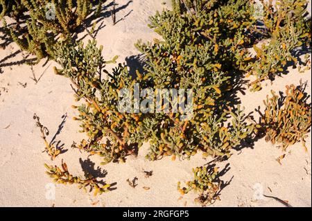 UVA de mar, uvilla, babosa oder salado baboso (Zygophyllum fontanesii oder Tetraena fontanesii) ist ein Strauchhalophiler und saftiger Einheimischer aus Makaronesien R. Stockfoto