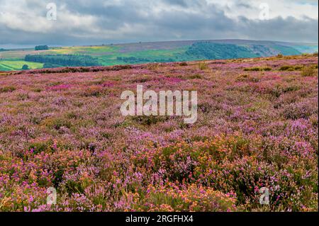 Heidekraut auf den North York Moors an einem bewölkten Morgen im August Stockfoto