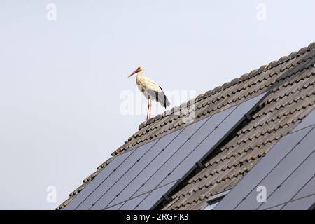 Ein Storch steht auf dem Dachkamm eines Hauses mit Solaranlage Stockfoto