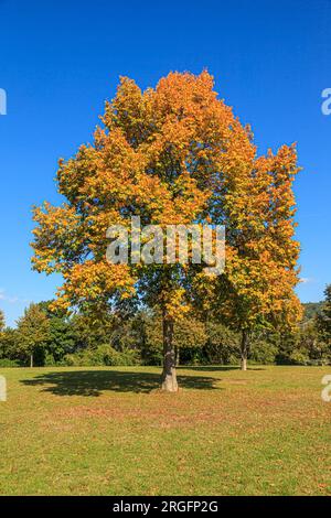 Foto eines großen alten Baumes auf der Wiese im Sommer vor blauem Himmel Stockfoto