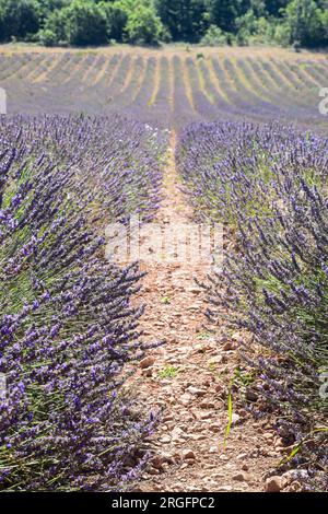 Lavendelfeld in der Provence, Frankreich Stockfoto