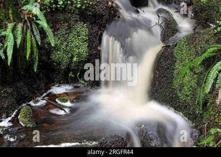 Kleiner Wasserfall in einem feuchten Waldgebiet mit Common Polypody (Polypodium vulgare) Farnen, die neben North Pennines, County Durham, Großbritannien wachsen Stockfoto