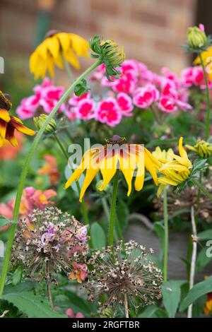 Rudbeckia. Coneflower an einer englischen Gartengrenze mit Alloon-Setzköpfen. UK Stockfoto