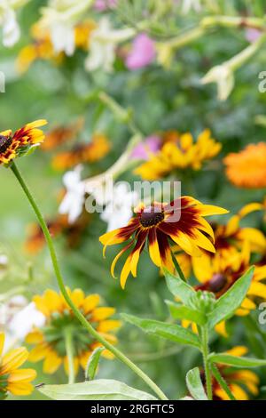 Rudbeckia. Coneflower an einer englischen Gartengrenze. UK Stockfoto