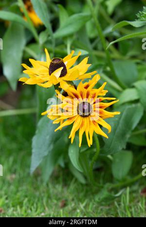 Rudbeckia. Coneflower an einer englischen Gartengrenze. UK Stockfoto