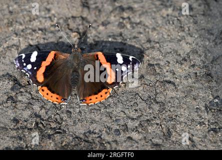 Leuchtender roter Admiral-Schmetterling, der im Sonnenlicht auf dem Boden liegt Stockfoto
