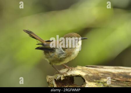 Scrubtit (Acanthornis magnus) Cradle Mountain - Lake St. Clair Nationalpark. Weltkulturerbe, Tasmanien, Australien, Tasmanische Endemie Stockfoto