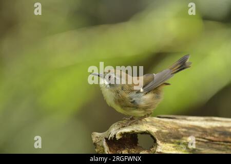 Scrubtit (Acanthornis magnus) Cradle Mountain - Lake St. Clair Nationalpark. Weltkulturerbe, Tasmanien, Australien, Tasmanische Endemie Stockfoto