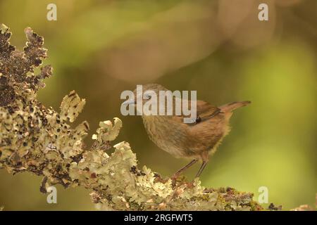 Tasmanian Scrubwren (Sericornis humilis) Cradle Mountain - Lake St Clair National Park, World Heritage Area Tasmania Australia Tasmanian endemic Stockfoto