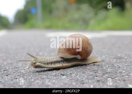 Nahaufnahme einer Schnecke, die auf einer Asphaltstraße krabbelt, mit einem verschwommenen grünen Hintergrund. Stockfoto