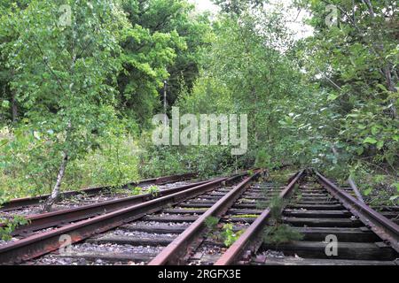 Verlassene Eisenbahngleise, die von üppiger grüner Vegetation in einem bewaldeten Gebiet bewachsen sind. Stockfoto