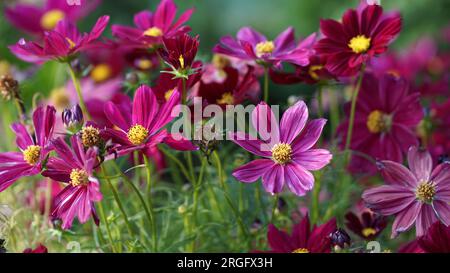 Garten Cosmos blüht in einem Sommergarten. Stockfoto