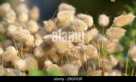 Hare's Tail Gras bläst in der Brise in einem sommerlichen Präriegarten. Stockfoto