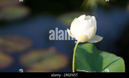 Weiß dekorierter Lantern Lotus in Blüte in einem Teich Stockfoto