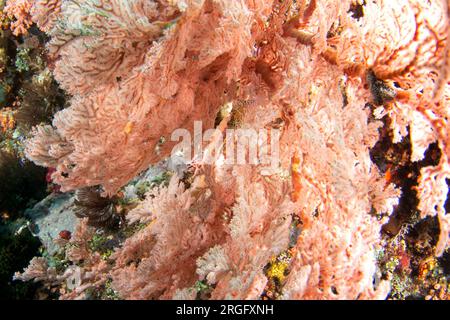 Gefleckter Habitat auf dem Meeresboden in Raja Ampat. Cirrhitichthys aprinus beim Tauchgang in Indonesien. Flossenfalke versteckt sich in den Korallen. Stockfoto