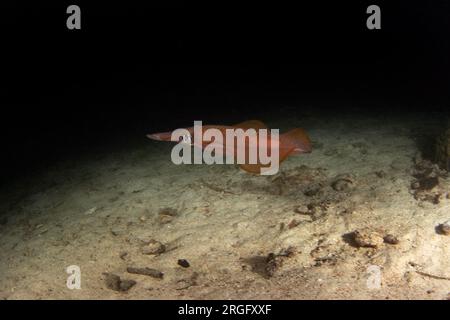 Bigfin-Riffkalmar auf dem Meeresboden in Raja Ampat. Sepioteuthis lessoniana beim Tauchgang in Indonesien. Der Tintenfisch wechselt den Collor. Stockfoto