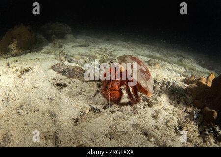 Weiß gefleckte Einsiedlerkrabbe auf dem Meeresboden in Raja Ampat. Dardanus megistos beim Tauchen in Indonesien. Große rote Einsiedlerkrabbe beim Nachttauchen. Stockfoto