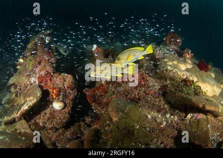 Rippenlippen auf dem Meeresboden in Raja Ampat. Plectorhinchus polytaenia während des Tauchgangs in Indonesien. Weißer Fisch mit gelben Streifen am Boden. Stockfoto