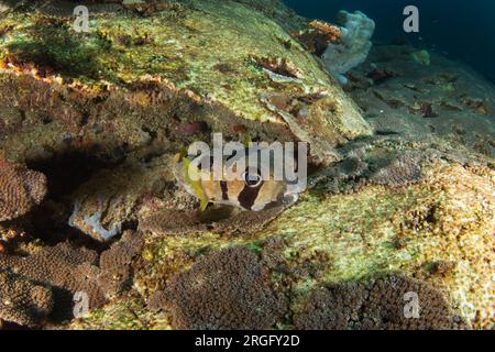 Schwarze Fleckfische auf dem Meeresboden in Raja Ampat. Diodon liturosus während des Tauchgangs in Indonesien. Stachelschweine schwimmen in der Nähe von t Stockfoto