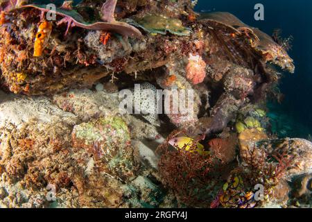 Buckelfreunde auf dem Meeresboden in Raja Ampat. Cromileptes altivelis während des Tauchgangs. Barramundi schwimmt in der Nähe der Korallen. Weißer Fisch mit schwarzem Fleck Stockfoto