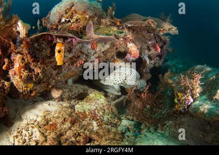 Buckelfreunde auf dem Meeresboden in Raja Ampat. Cromileptes altivelis während des Tauchgangs. Barramundi schwimmt in der Nähe der Korallen. Weißer Fisch mit schwarzem Fleck Stockfoto