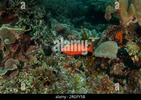 Halbmond-Schwanz-Großauge auf dem Meeresboden in Raja Ampat. Priacanthus-Hamrur-Fische beim Nachttauchgang. Moontail Bullseye schwimmt in der Nähe der Korallen. Roter Fisch mit Stockfoto