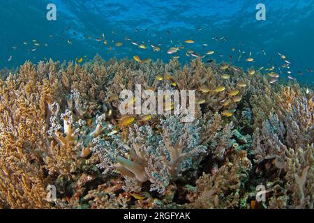 Korallen voller Fische in der Nähe des Meeresspiegels in Raja Ampat. Schurfische während des Tauchgangs in Indonesien. Gelbe kleine Fische schwimmen in der Nähe der Küste auf den Korallen. Stockfoto