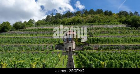 Freyburg, Deutschland. 09. Aug. 2023. Wolken treiben über den herzoglichen Weinberg der Winzervereinigung Freyburg. Mit seinen Weinbergen und zahlreichen Burgen ist die Region im Süden von Sachsen-Anhalt eine Touristenattraktion und besonders beliebt bei Urlaubern in den Sommermonaten. Kredit: Hendrik Schmidt/dpa/Alamy Live News Stockfoto