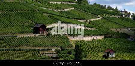 Freyburg, Deutschland. 09. Aug. 2023. Wolken treiben über die Weinberge in Freyburg. Mit seinen Weinbergen und zahlreichen Burgen ist die Region im Süden von Sachsen-Anhalt eine Touristenattraktion und besonders beliebt bei Urlaubern in den Sommermonaten. Kredit: Hendrik Schmidt/dpa/Alamy Live News Stockfoto