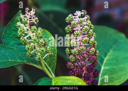 Nahaufnahme von phytolacca acinosa, auch bekannt als Indischer Pokeweed, Pokebush, Pokeberry, Pokerot oder Pokesballet. Dunkelviolette Beeren. Phytolaccaceae Stockfoto