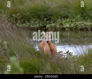 Eine Roedeer Rehe bei Thursley Common Stockfoto