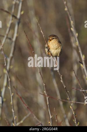 Eurasischer Wren (Troglodytes troglodytes), männlicher Erwachsener, der im dicksingenden Eccles-on-Sea, Norfolk, Großbritannien, sitzt. Mai Stockfoto