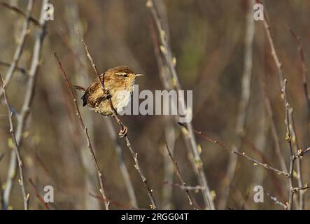 Eurasian Wren (Troglodytes troglodytes), Erwachsener, hoch oben in Blackthorn Dicket Eccles-on-Sea, Norfolk, Großbritannien. Mai Stockfoto