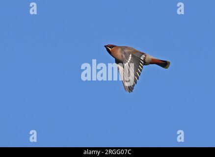 Bohemian Waxwing (Bombycilla garrulus), Erwachsener im Flightr Eccles-on-Sea, Norfolk, Großbritannien. November Stockfoto