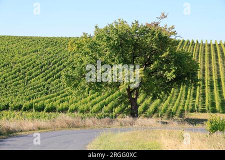 Une Route et un Chêne dans les vignes et le vignoble des vins de Bordeaux. Gironde, Frankreich, Europa. Stockfoto