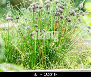 Schnittlauch wächst in einem Garten Stockfoto