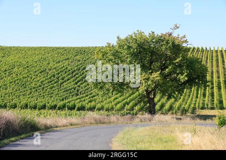 Une Route et un Chêne dans les vignes et le vignoble des vins de Bordeaux. Gironde, Frankreich, Europa. Stockfoto