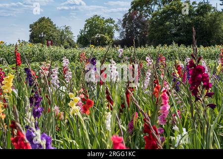 Feld mit bunten Gladiolusblumen, die Kunden können sich abschneiden. Wird in Deutschland so oft angeboten. Stockfoto