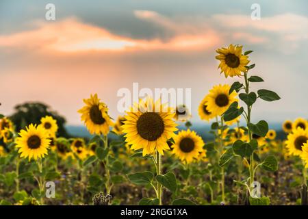 Wunderschönes Feld mit blühenden Sonnenblumen bei goldenem Sonnenuntergang Stockfoto